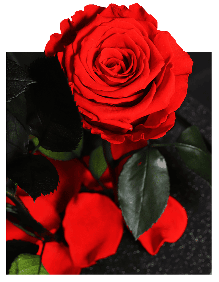 Rosa Encantada